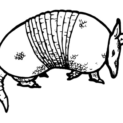 Armadillo